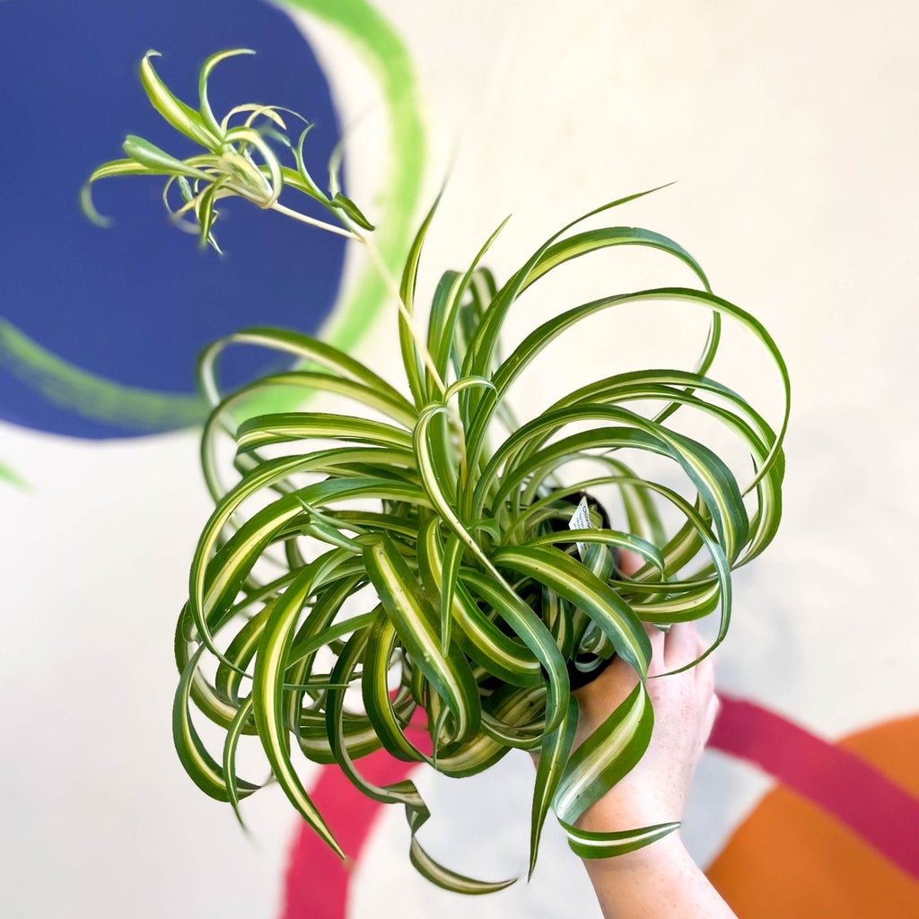 Curly Spider Plant - Chlorophytum comosum - Welsh Grown - Sprouts of Bristol