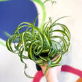 Curly Spider Plant - Chlorophytum comosum - Welsh Grown - Sprouts of Bristol