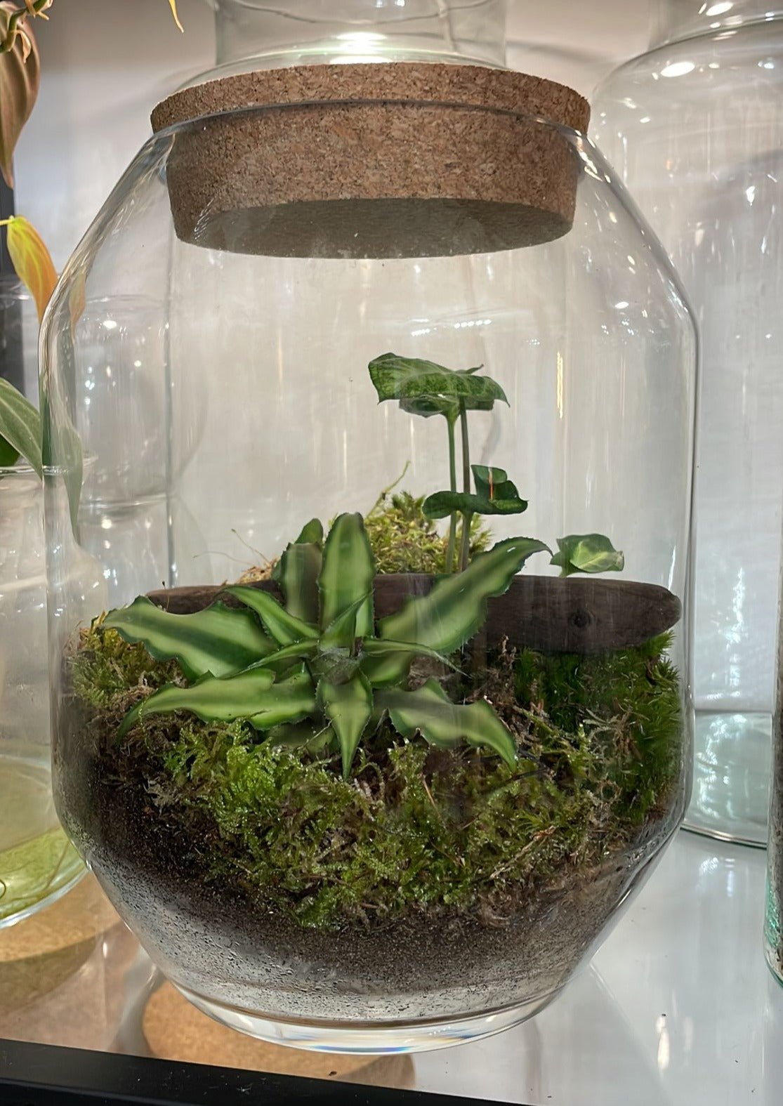 Dali Vessel Bioactive Terrarium Sprouts of Bristol