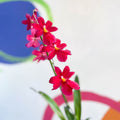 Dancing Lady Orchid - Oncidium 'Cherry Baby' - Sprouts of Bristol