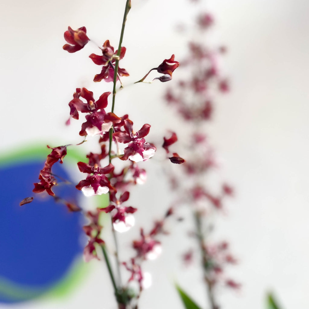 Dancing Lady Orchid - Oncidium 'Sharry Baby' - Sprouts of Bristol