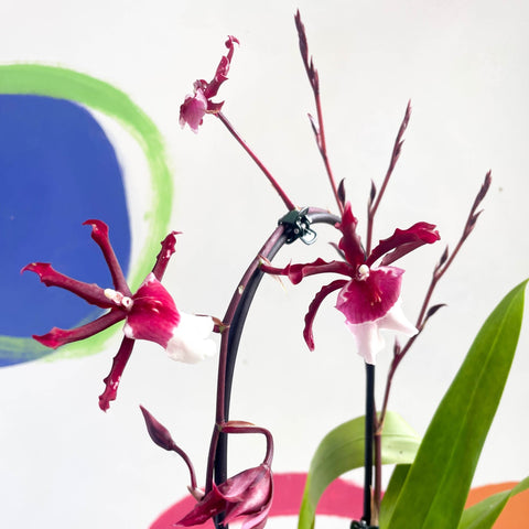 Dark Red & White Cambria Orchid - x Colmanara - Sprouts of Bristol