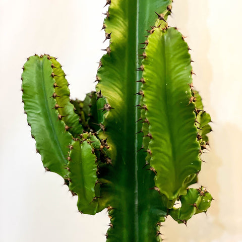 Desert Cactus - Euphorbia erytrea - Sprouts of Bristol