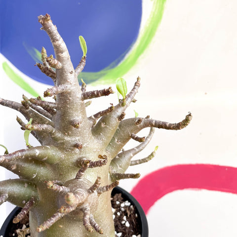 Desert Rose - Adenium obesum 'Baobab' - Sprouts of Bristol