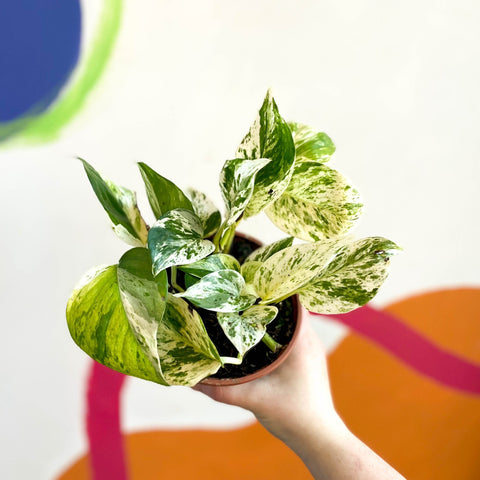 scindapsus aureus pothos Scindapsus aureus 'Marble Queen'