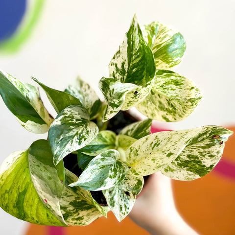 marble queen pothos vs devils ivy Scindapsus aureus 'Marble Queen'