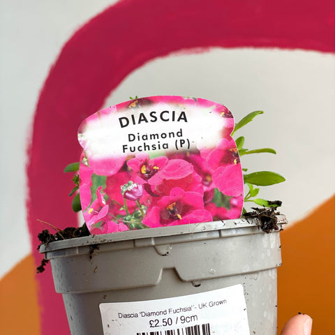 Diascia 'Diamond Fuchsia' - UK Grown - Sprouts of Bristol