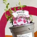 Diascia 'Diamond Light Pink' - UK Grown - Sprouts of Bristol