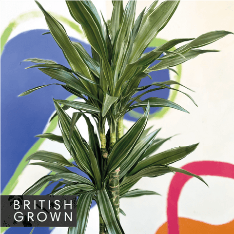 Drachenbaum - Dracaena deremensis 'Warneckii'