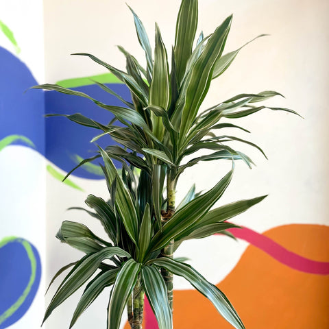 dracaena deremensis warneckii Dragon Tree - Dracaena deremensis 'Warneckii'