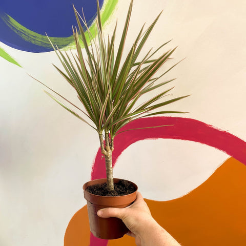 Dracaena marginata 'Bicolor'