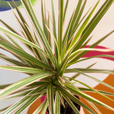 dracaena marginata bicolor Dracaena marginata 'Bicolor'