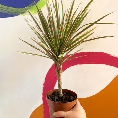 ikea dracaena marginata Dracaena marginata 'Bicolor'