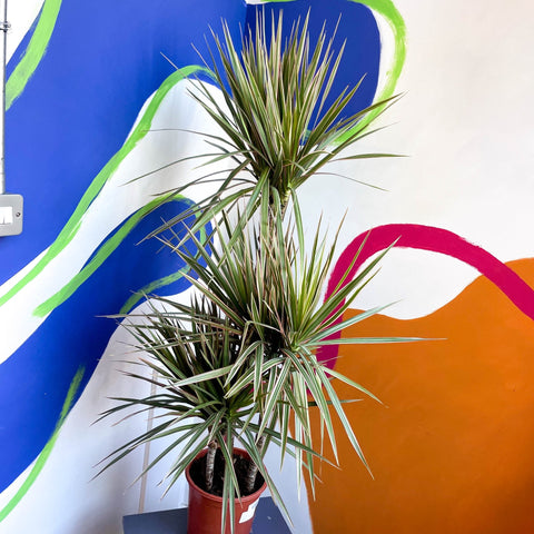 fancy dracaena marginata Dracaena marginata 'Bicolor'