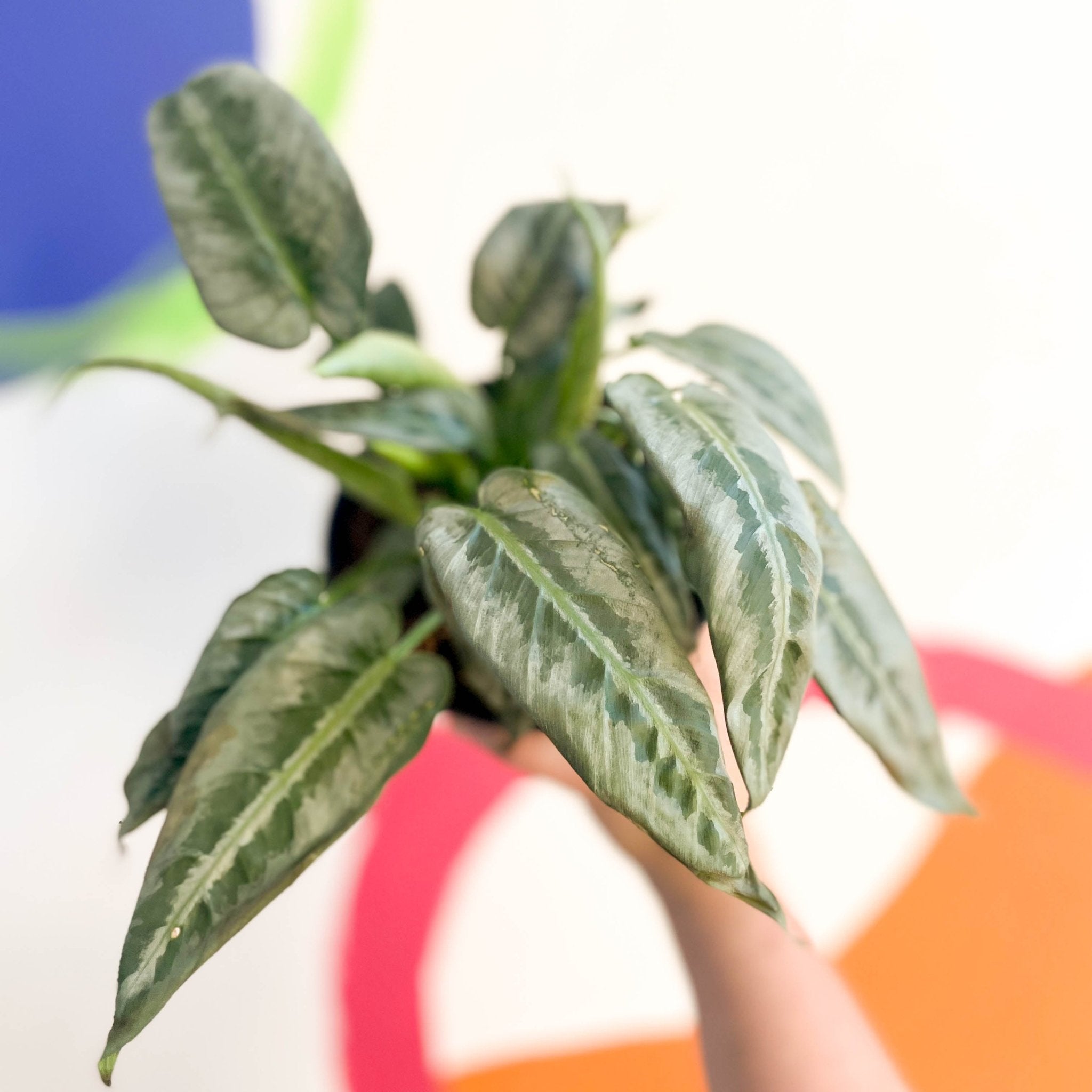 Drop Tongue Plant - Schismatoglottis 'Silver Indukan' – Sprouts of Bristol