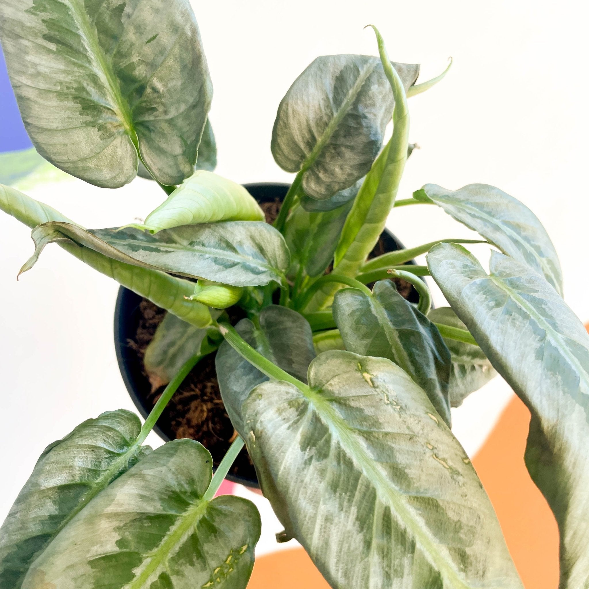 Drop Tongue Plant - Schismatoglottis 'Silver Indukan' – Sprouts of Bristol