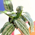 Drop Tongue Plant - Schismatoglottis 'Silver Indukan' - Sprouts of Bristol