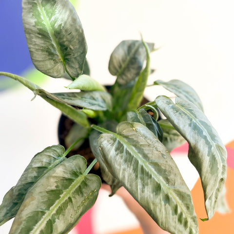 Drop Tongue Plant - Schismatoglottis 'Silver Indukan' - Sprouts of Bristol