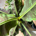 Dwarf Cavendish Banana Plant - Musa acuminata - Sprouts of Bristol