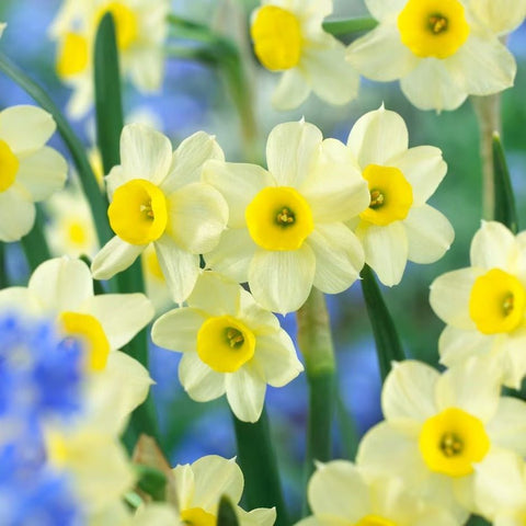 Dwarf Daffodil - Narcissus tazetta 'Minnow' [Bulbs] - Sprouts of Bristol