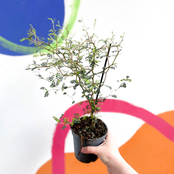 sophora plant indoor Sophora prostrata 'Little Baby'