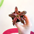Earth Star Plant - Cryptanthus bivittatus 'Chilli Pepper' - Sprouts of Bristol