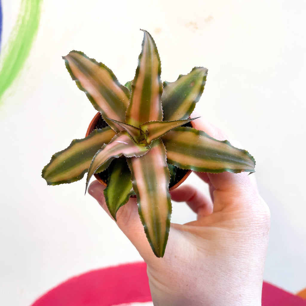 Earth Star Plant - Cryptanthus bivittatus 'Chocolate Soldier' - Sprouts of Bristol