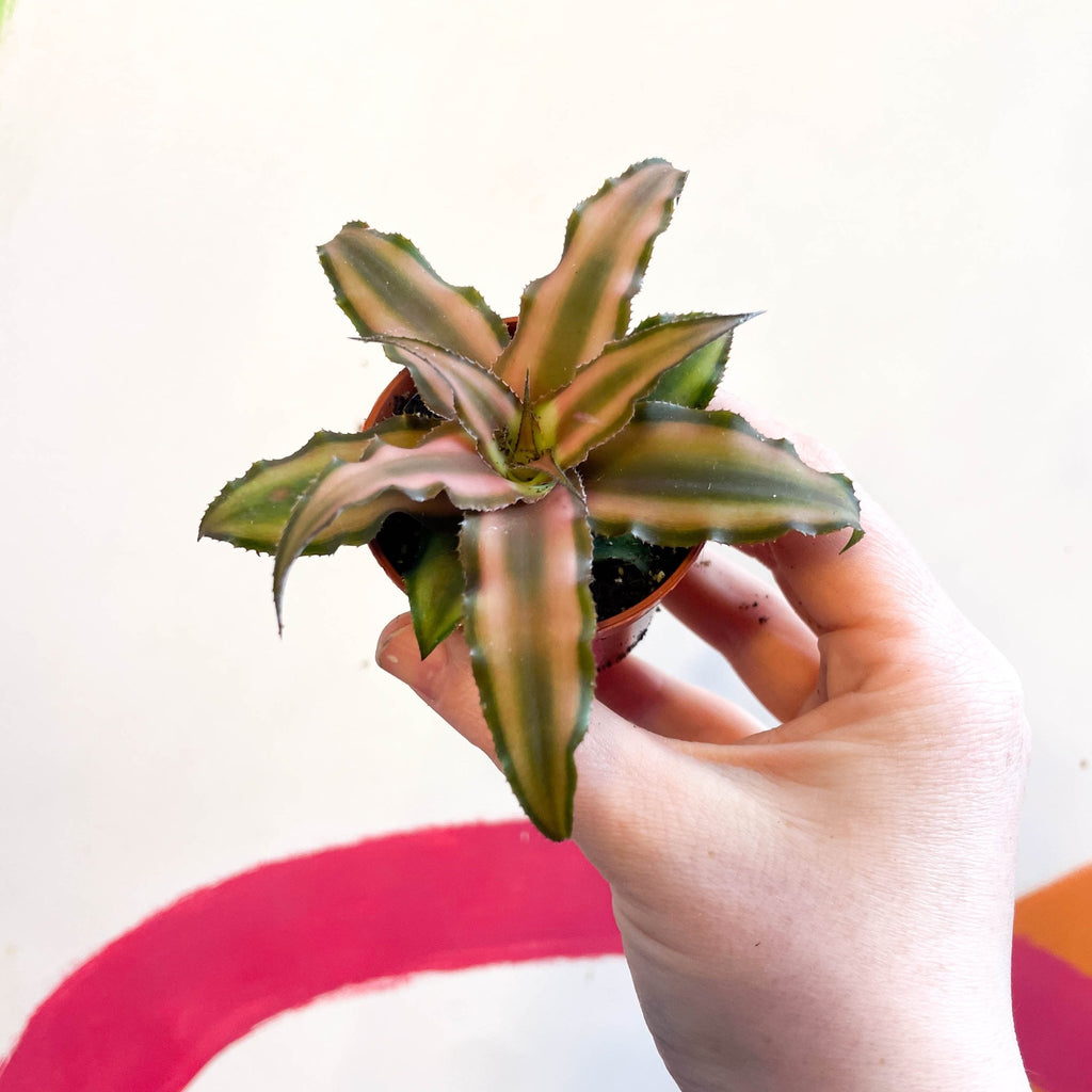 Earth Star Plant - Cryptanthus bivittatus 'Chocolate Soldier' - Sprouts of Bristol