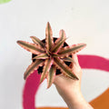 Earth Star Plant - Cryptanthus bivittatus 'Light Pink Star' - Sprouts of Bristol
