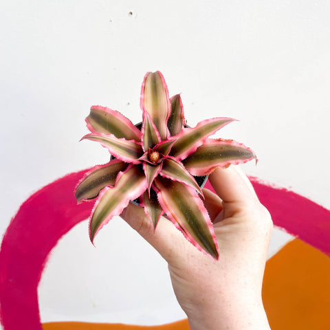 pink star succulent Planta Estrella de la Tierra