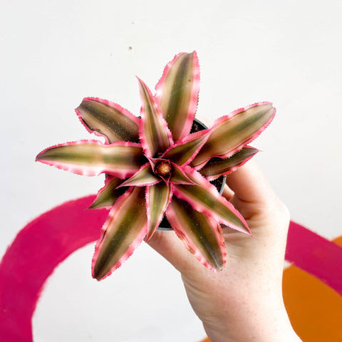 Earth Star Plant - Cryptanthus bivittatus 'Super Pink Star' - Sprouts of Bristol
