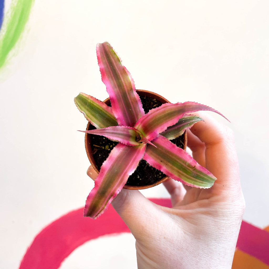 Earth Star Plant - Cryptanthus bivittatus 'Super Pink Star' - Sprouts of Bristol