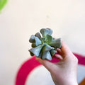Echeveria ‘Cubic Frost’ - Sprouts of Bristol