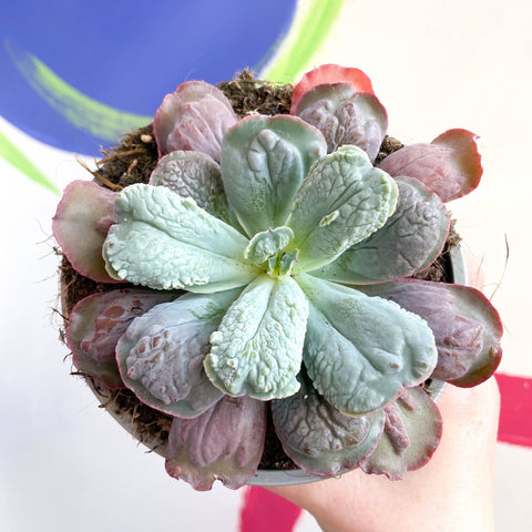 echeveria culibra succulent Echeveria 'Culibra' – Sprouts of Bristol
