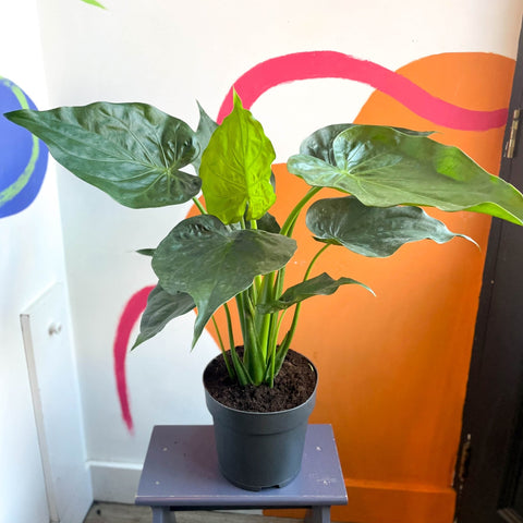 elephant ear plant indoors uk Elephant Ear