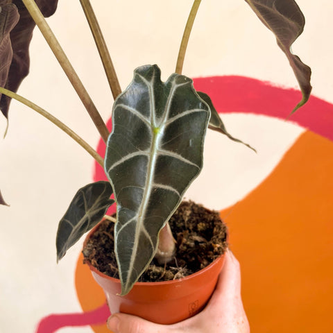 poly elephant ear plant Alocasia x Amazonica 'Polly'