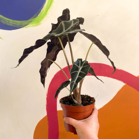 polly elephant ear plant Alocasia x Amazonica 'Polly'