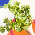 English Ivy - Hedera helix 'Gold Kolibri' - Sprouts of Bristol