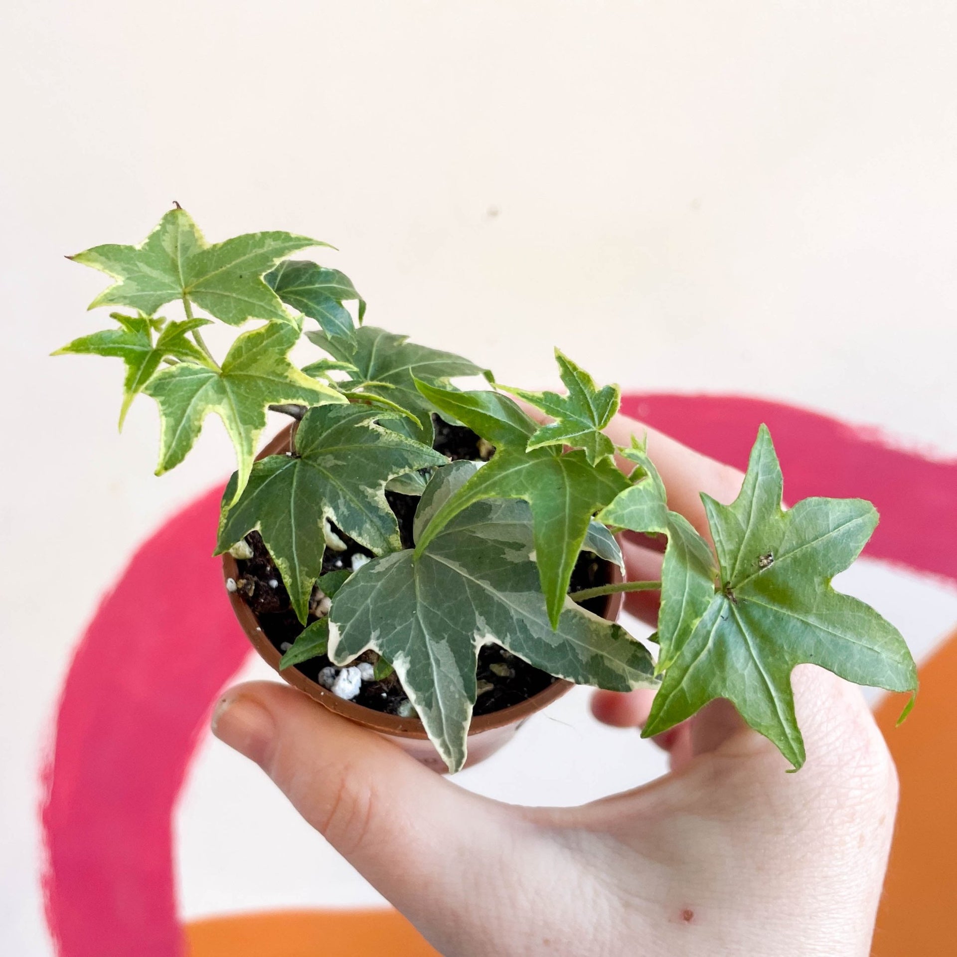 Englischer Efeu - Hedera helix