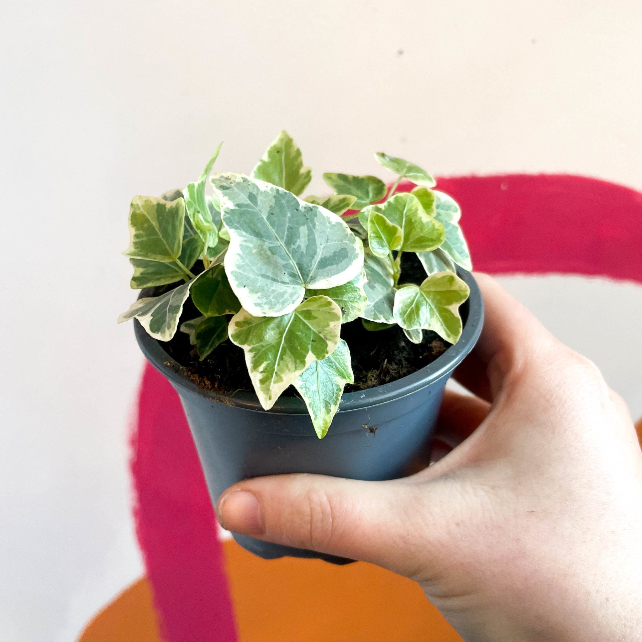 Hedera helix 'White Wonder' - English ivy or common ivy