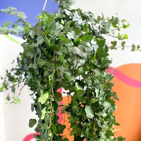 english ivy hanging plant Hedera helix 'Wonder'