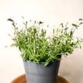 English lavender - Lavandula angustifolia 'Ardeche Blue' - Sprouts of Bristol