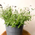 English lavender - Lavandula angustifolia 'Ardeche Blue' - Sprouts of Bristol
