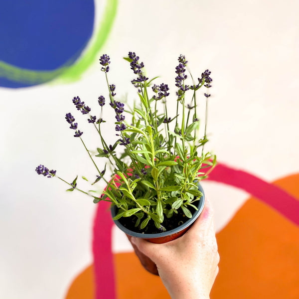 blue scent lavender plant English Lavender