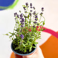 English Lavender - Lavandula angustifolia 'Blue Scent' - Sprouts of Bristol