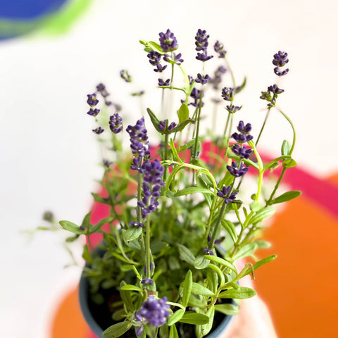 potted english lavender plant English Lavender