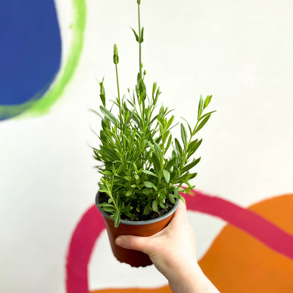 blue spear lavender plant Lavandula angustifolia 'Blue Spear' - English Lavender
