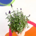 English Lavender - Lavandula angustifolia 'Hidcote' - Sprouts of Bristol