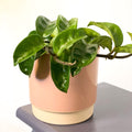 Eno Pot Pink - 10cm - Sprouts of Bristol