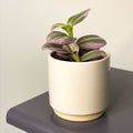 Eno Pot White - 7cm - Sprouts of Bristol